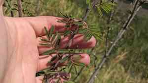 Puerto rico sensitive-briar(Mimosa asperata)
