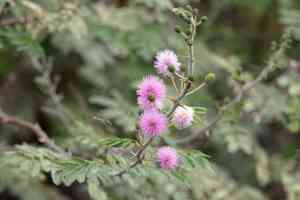 Puerto rico sensitive-briar(Mimosa asperata)