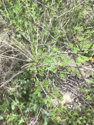 Fragrant mimosa(Mimosa borealis)