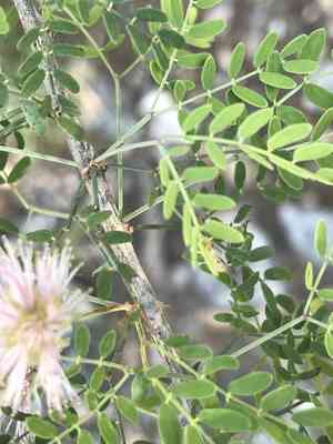 Fragrant mimosa(Mimosa borealis)