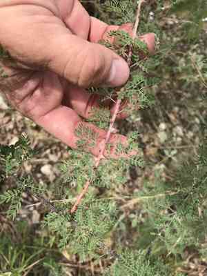 Fragrant mimosa(Mimosa borealis)