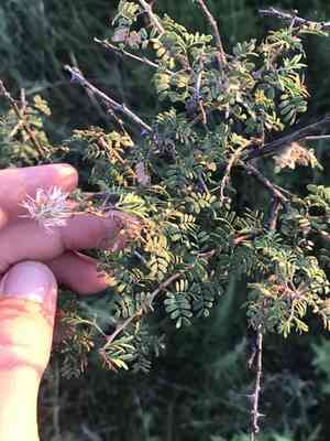 Fragrant mimosa(Mimosa borealis)