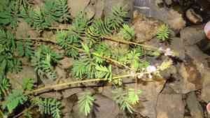 Giant sensitive plant(Mimosa diplotricha)