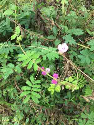 Giant sensitive plant(Mimosa diplotricha)