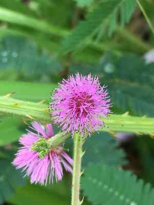 Giant sensitive plant(Mimosa diplotricha)