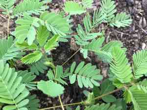 Giant sensitive plant(Mimosa diplotricha)