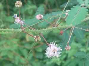 Sensitive plants (Mimosa)(Mimosa)