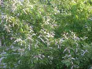 Sensitive plants (Mimosa)(Mimosa)
