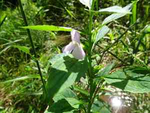 Sharpwing monkeyflower(Mimulus alatus)