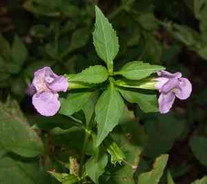 Sharpwing monkeyflower(Mimulus alatus)