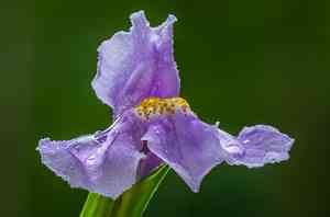Mimulus (Mimulus)(Mimulus)