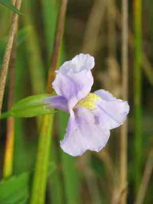 Mimulus (Mimulus)(Mimulus)