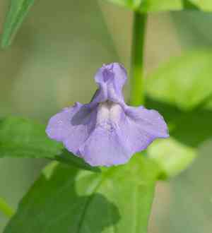 Mimulus (Mimulus)(Mimulus)