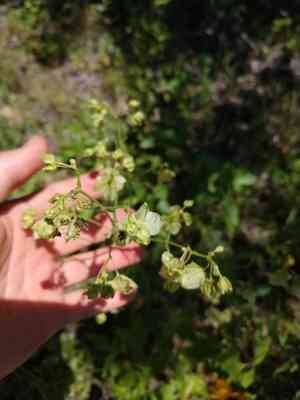 White four o'clock(Mirabilis albida)