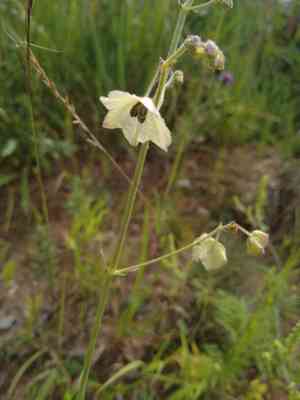 White four o'clock(Mirabilis albida)
