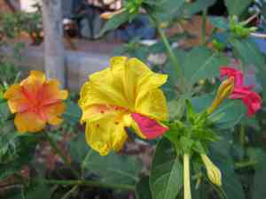 Four o'clock flower(Mirabilis jalapa)