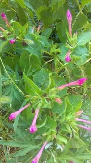 Four o'clock flower(Mirabilis jalapa)