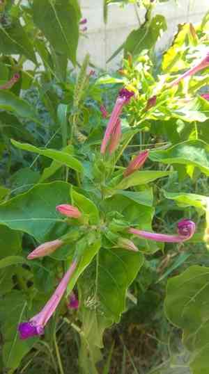 Four o'clock flower(Mirabilis jalapa)