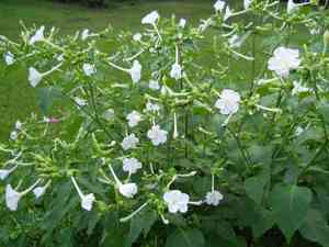 Four o'clock flower(Mirabilis jalapa)