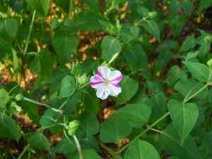 Four o'clock flower(Mirabilis jalapa)