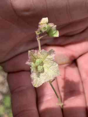 Narrowleaf four o'clock(Mirabilis linearis)