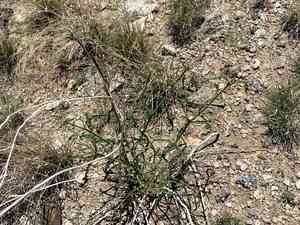 Narrowleaf four o'clock(Mirabilis linearis)