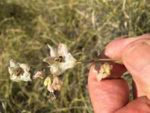 Narrowleaf four o'clock(Mirabilis linearis)