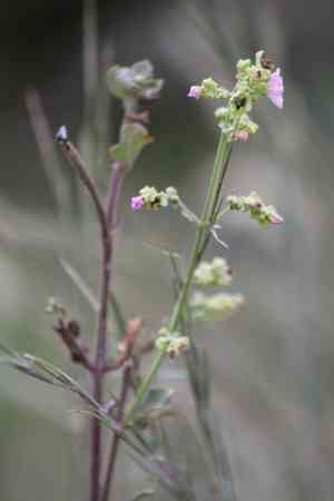 umbrellaworts (Mirabilis)(Mirabilis)