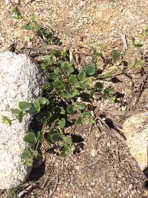 umbrellaworts (Mirabilis)(Mirabilis)