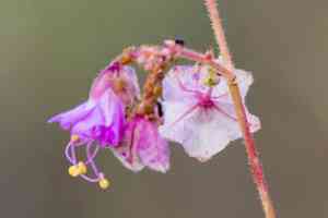 umbrellaworts (Mirabilis)(Mirabilis)