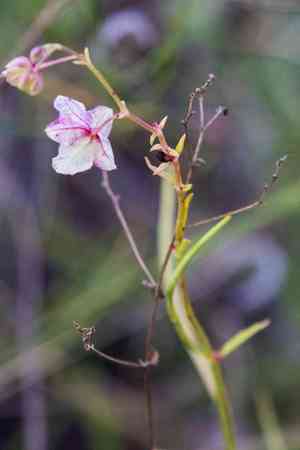 umbrellaworts (Mirabilis)(Mirabilis)