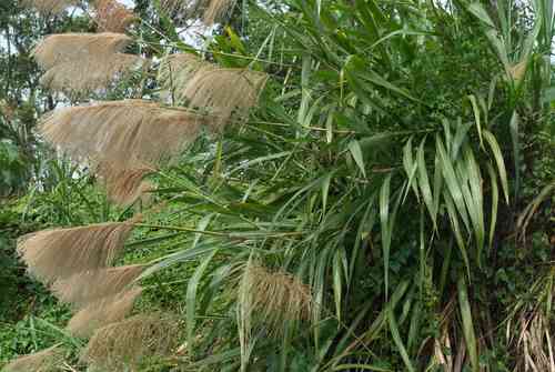 Pacific island silvergrass(Miscanthus floridulus)