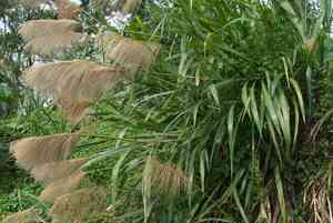 Pacific island silvergrass(Miscanthus floridulus)