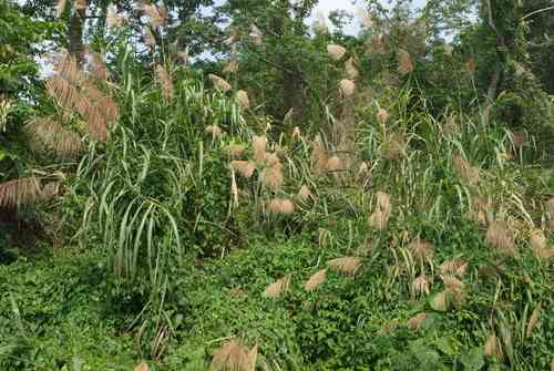 Pacific island silvergrass(Miscanthus floridulus)