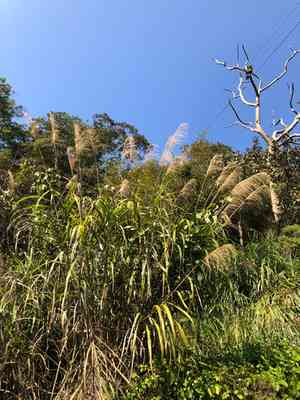 Pacific island silvergrass(Miscanthus floridulus)