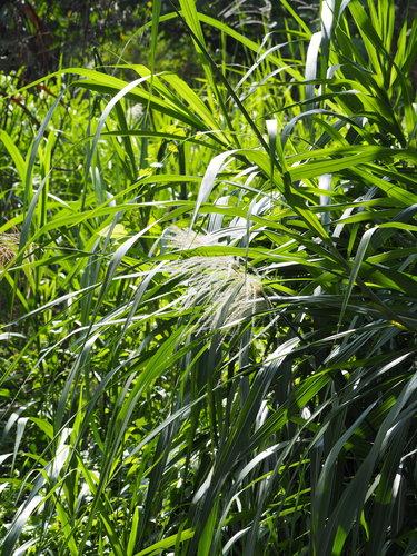 Pacific island silvergrass