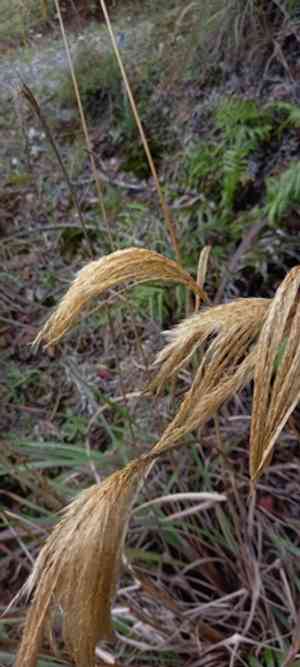 Himalayan fairy grass(Miscanthus nepalensis)
