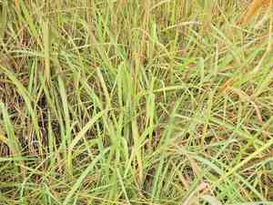 Himalayan fairy grass(Miscanthus nepalensis)