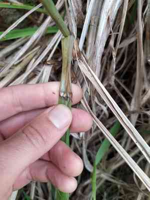 Himalayan fairy grass(Miscanthus nepalensis)