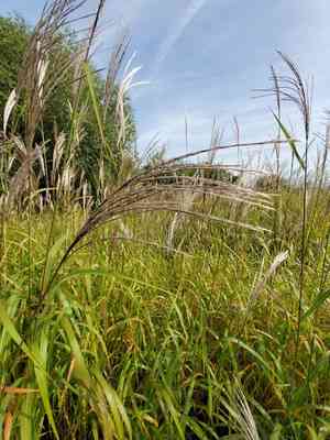 Amur silver grass(Miscanthus sacchariflorus)