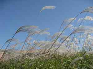 Amur silver grass(Miscanthus sacchariflorus)