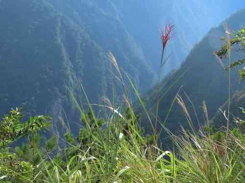 Chinese silver grass(Miscanthus sinensis)