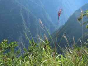 Chinese silver grass(Miscanthus sinensis)