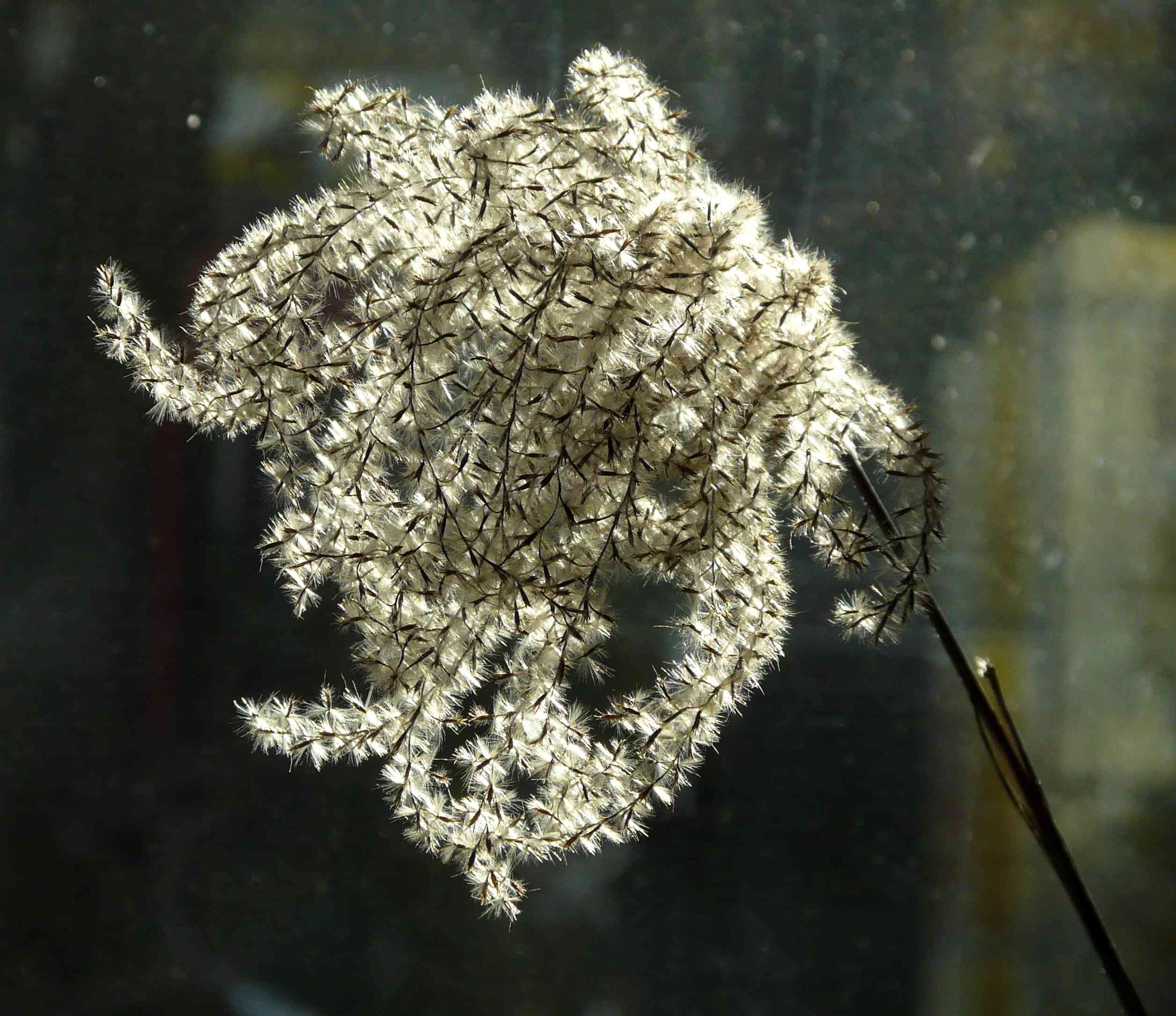 Chinese silver grass(Miscanthus sinensis)