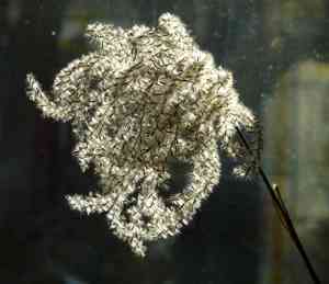 Chinese silver grass(Miscanthus sinensis)