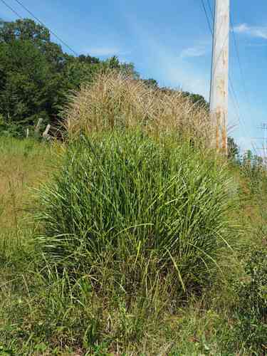 Chinese silver grass(Miscanthus sinensis)