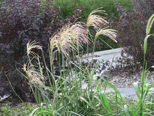 Chinese silver grass(Miscanthus sinensis)