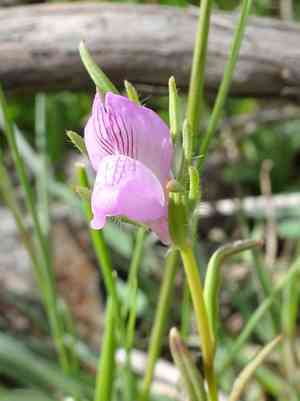 Linearleaf snapdragon(Misopates orontium)
