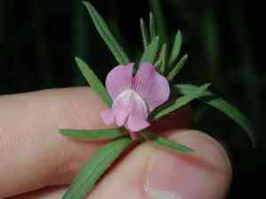 Linearleaf snapdragon(Misopates orontium)