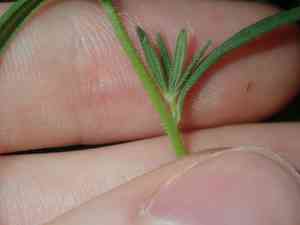 Linearleaf snapdragon(Misopates orontium)